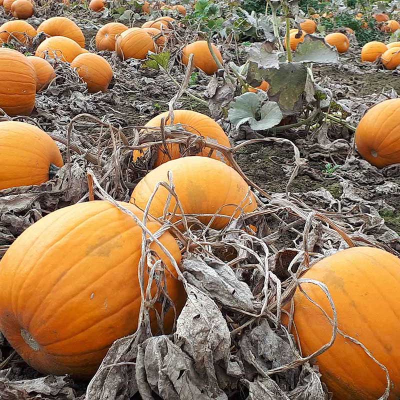 PYO-Pumpkins---Primrose-Vale-Farm-Shop-&-PYO-Cheltenham