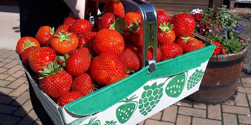 PYO-at-Primrose-Vale-Farm-Shop---Cheltenham-Gloucestershire--4