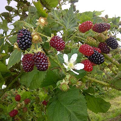 PYO-at-Primrose-Vale-Farm-Shop---Cheltenham-Gloucestershire--5