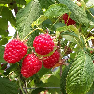 PYO-at-Primrose-Vale-Farm-Shop---Cheltenham-Gloucestershire--6