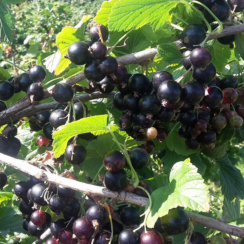 PYO-at-Primrose-Vale-Farm-Shop---Cheltenham-Gloucestershire--9
