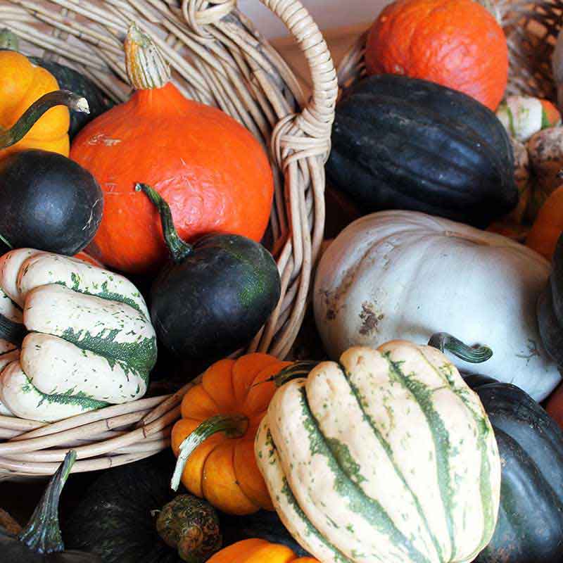 Pumpkins---Primrose-Vale-Farm-Shop---Cheltenham